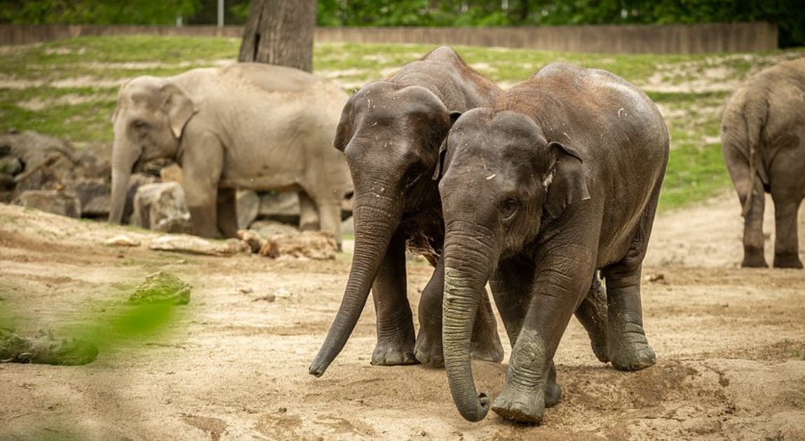 ZOO Planckendael, Belgium